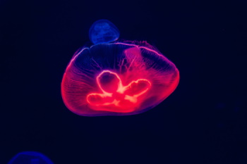 mov medousa