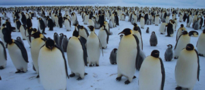 Κίνδυνος για τη ζωή των αυτοκρατορικών πιγκουίνων