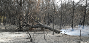 Η Ελλάδα καίγεται, περισσότερα από τα μισά στρέμματα που κάηκαν το 2020 έχουν ήδη καταστραφεί.