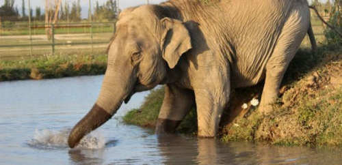 Γύρισε στο φυσικό περιβάλλον του ο Ramba, ηλικιωμένος ελέφαντας που πέρασε τη ζωή του σε τσίρκο