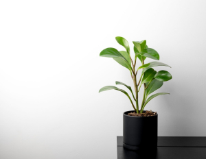 Έχουμε το φυτό του 2022, ιδανικό για να γίνει η πρώτη σας γλάστρα!