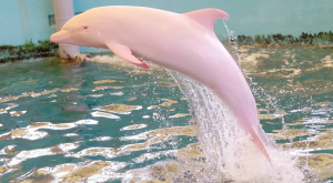 Το σπάνιο ροζ δελφίνι Pinky έκανε ξανά την εμφάνισή του