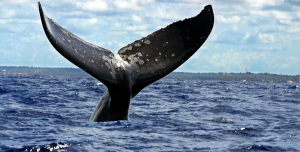 Φάλαινες απολαμβάνουν το κολύμπι στις άδειες θάλασσες της Μεσογείου