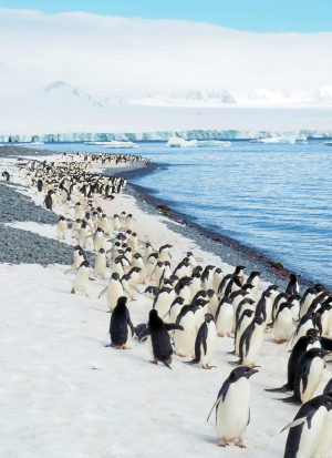 Η θερμοκρασία στην Ανταρκτική έφτασε 40 βαθμούς πάνω από τα κανονικά για την εποχή επίπεδα