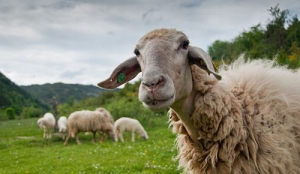Στην Ηγουμενίτσα αιγοπρόβατα βόσκησαν χλοοτάπητα αξίας 150.000 ευρώ