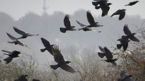 Σοκ από τον θάνατο εκατοντάδων πτηνών στις ΗΠΑ – Φόβοι για νέα επιδημία