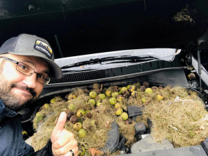 Δεκάδες καρύδια με χόρτα βρέθηκαν σε καπό αυτοκινήτου