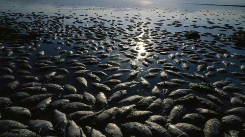 Μεγάλος αριθμός ψαριών ξεβράστηκε σε όχθες ποταμών της Βουλγαρίας