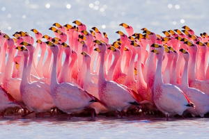 Ροζ φλαμίνγκο κατέφτασαν στον υδροβιότοπο της Νέας Κίου