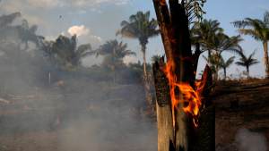 Η αποψίλωση του τροπικού δάσους του Αμαζονίου συνεχίζεται
