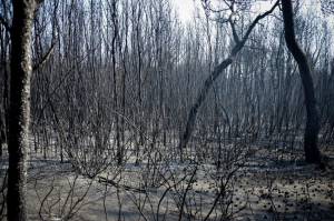 Τέσσερα διαφορετικά σημεία ερευνώνται για τη φωτιά στο Σέιχ Σου που έκαψε 90 στρέμματα