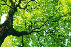 1.000 νέα δέντρα θα φυτευτούν στην πανεπιστημιούπολη της Κομοτηνής
